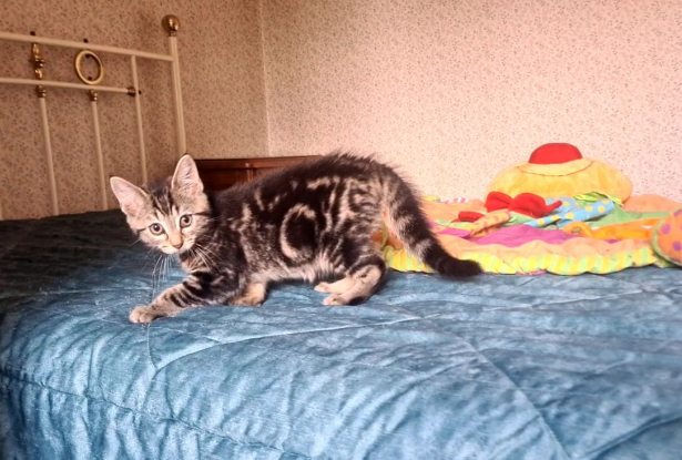 Adopter Croustille
