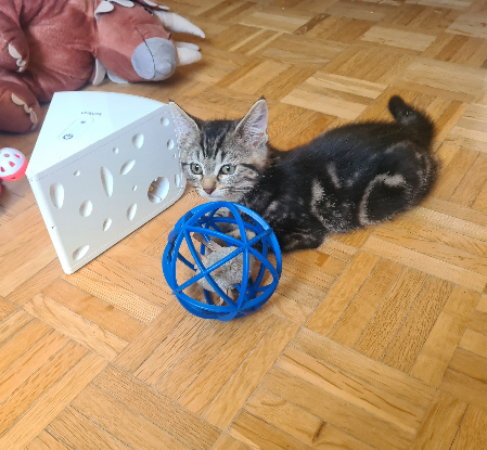 Adoption Croustille