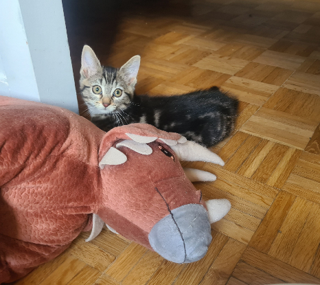Adoption Croustille