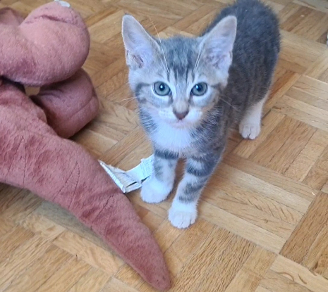 Adopter Crapette