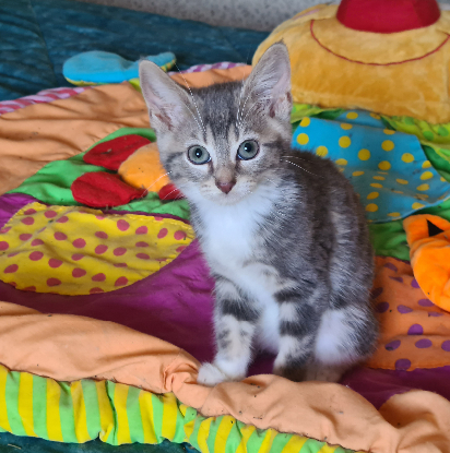 Adopter Crapette