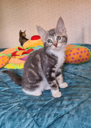 Adopter Crapette