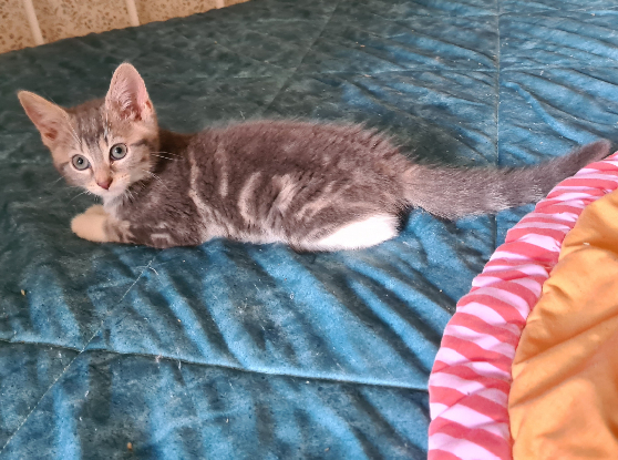 Adoption Crapette