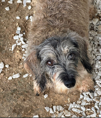 Adopter Lilou