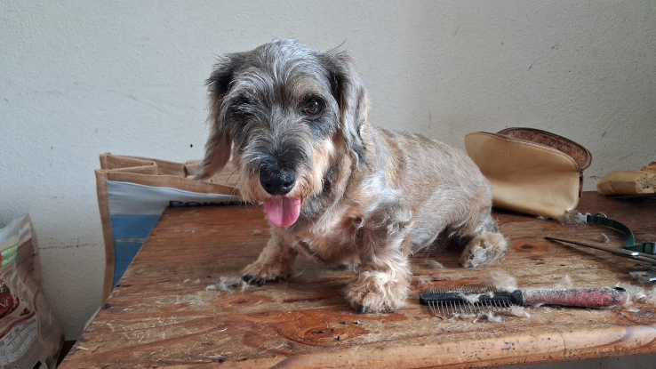 Adopter Lilou