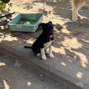 Adopter Zouka