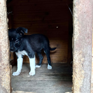Adoption Zouka
