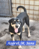 Azorel