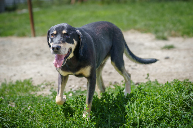 Adopter Azorel