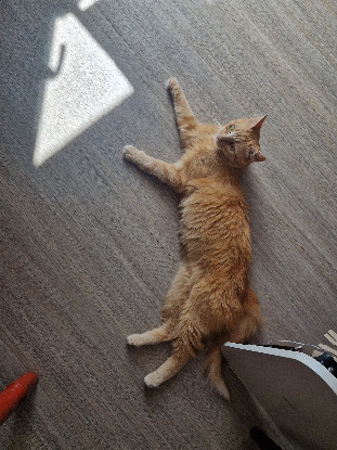 Adopter Sola