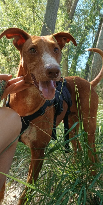 Adoption Coco