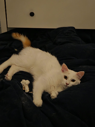 Adopter Alaska