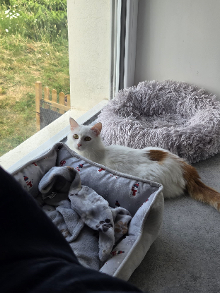 Adopter Alaska