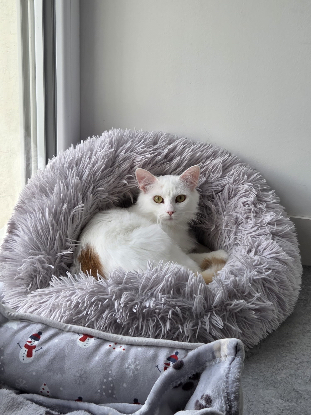 Adoption Alaska
