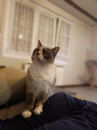 Adoption Héméra