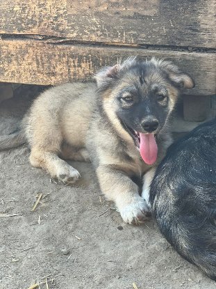 Adopter Kenzo