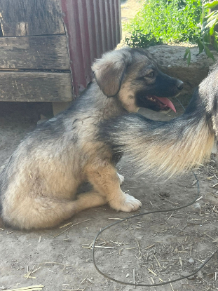 Adopter Kenzo