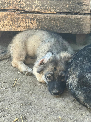 Adoption Kenzo