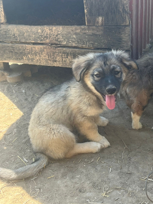 Adoption Kenzo