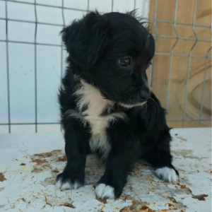 Adopter Asia