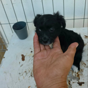 Adopter Asia