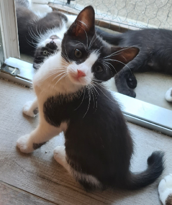 Adoption Bretzel