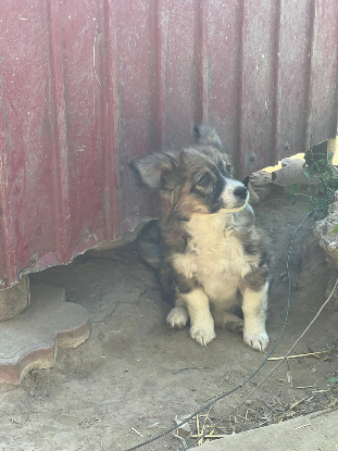 Adopter Flower
