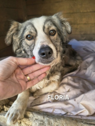 Adopter Floria