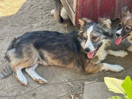 Adopter Floria