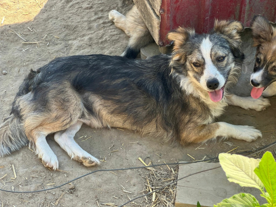 Adopter Floria
