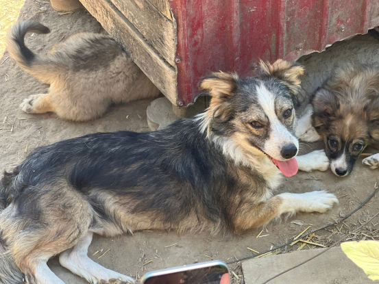 Adoption Floria