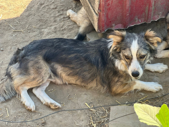Adoption Floria