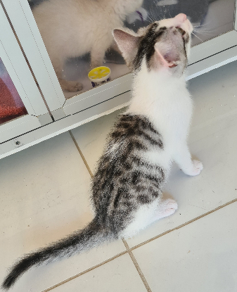 Adopter Barbichat