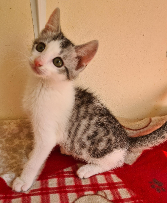 Adopter Barbichat