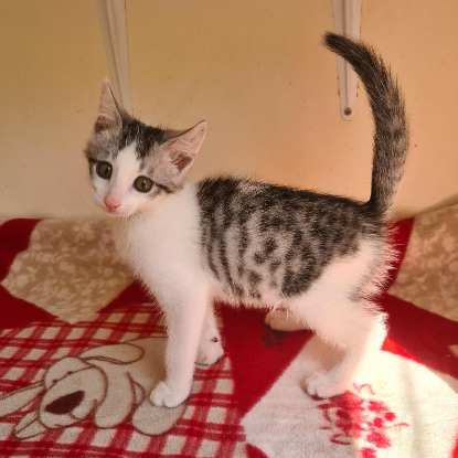 Adoption Barbichat