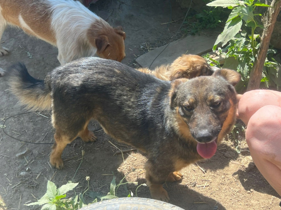 Adopter Lennon