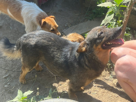 Adopter Lennon
