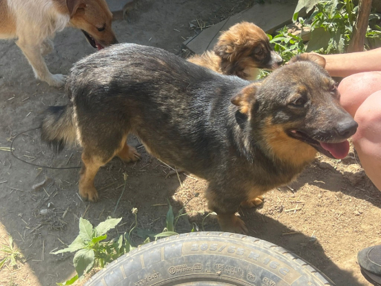 Adoption Lennon