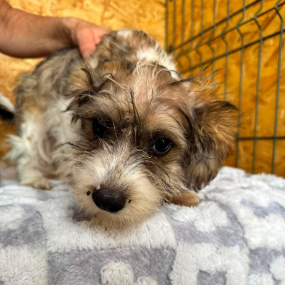 Adopter Frida