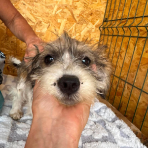 Adopter Frida