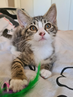 Adopter Bowie