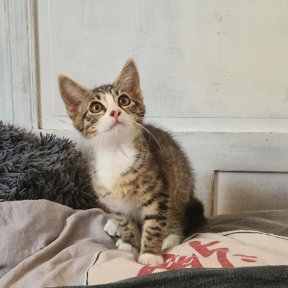 Adopter Bowie