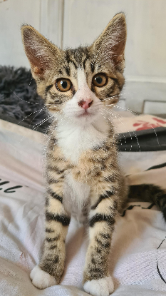 Adoption Bowie