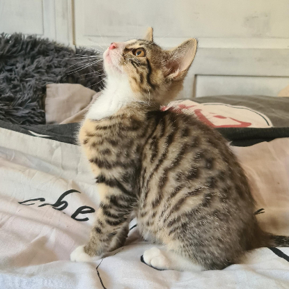 Adoption Bowie