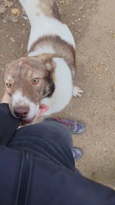 Adopter Tosca
