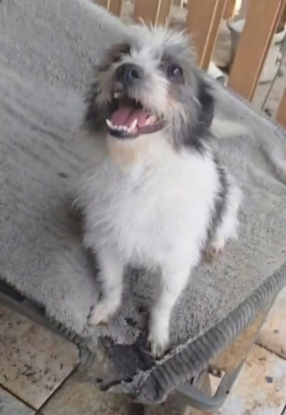 Adopter Tulfut