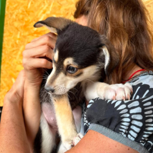 Adopter Ruby