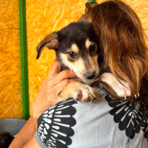 Adopter Ruby
