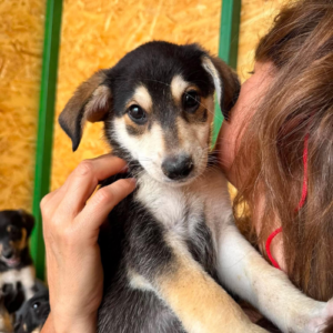 Adopter Ruby