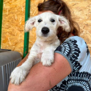 Adopter Fixy